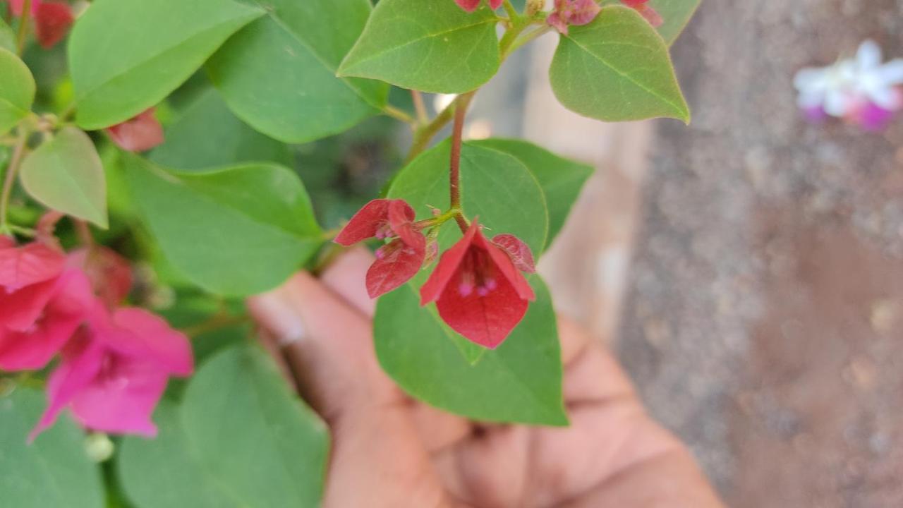 Kanthi Resorts Badami Bāgalkot 外观 照片